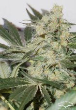 CBD Skunk Haze®- feminizované semínka 5 ks Dutch Passion