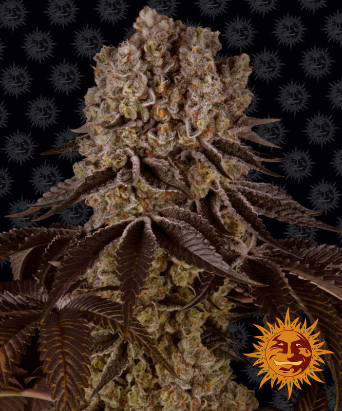 Purple Punch - feminizovaná semená marihuany 3 ks Barney´s Farm