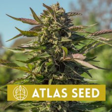 Snow Panda Fast Version - feminized seeds 5pcs Atlas Seed