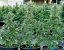 Epsilon F1 - autoflowering marijuana seeds 10pcs, Royal Queen Seeds