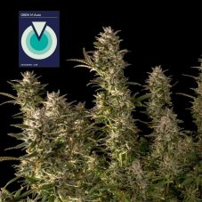 Seedsman CBDV 1:1 Auto feminizovaná semena