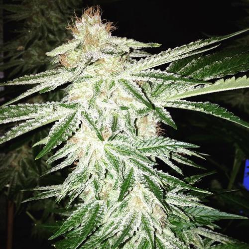 Lost Coast OG - feminizovaná semienka 5ks Humboldt