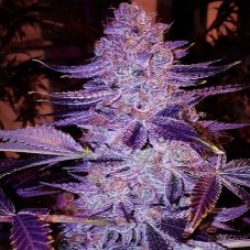 Ethos Genetics Forbidden Zkittlez Bx1 reguläre Samen