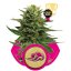 Blue Mystic - semințe feminizate 5 buc Royal Queen Seeds