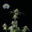 Peyote Zkittlez - feminizované semienka konope 10 ks, Seedsman