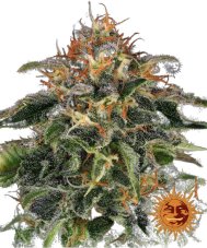 Moby Dick - feminizované semineka 3 ks, Barney´s Farm