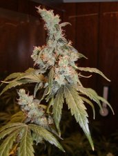 Afghani Haze - Standardized seeds 18 pcs Mr. Nice