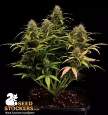 Seedstockers Black Rainbow Feminized Seeds