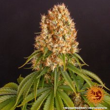 Orange Sherbert - feminizowane nasiona marihuany 3 szt. Barney's Farm