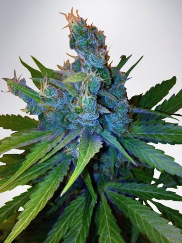 Ultra White Amnesia - Feminized Seeds 5 pcs Ministry of Cannabis
