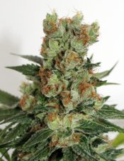 Ripper Seeds Fuel OG feminisierte Samen, drei Samen