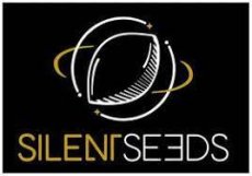 Original Amnesia - feminized seeds 5 pcs, Silent Seeds