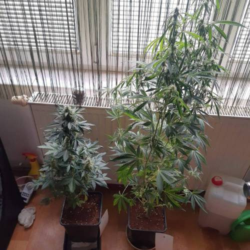 Auto Crystal Meth - Autoflowering Marihuana Samen 3 Stück Fair Seeds