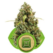 Diesel Automatic - samokvitnúce semienka 3ks Royal Queen Seeds