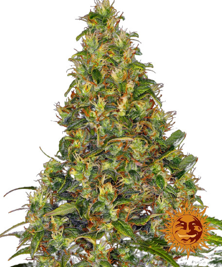 Amnesia Haze Auto - autoflowering semienka 5 ks, Barney´s Farm