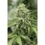 StarRyder autoflowering semínka 3ks Dutch Passion