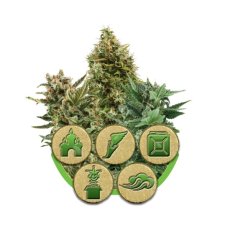 Autoflower-Mix - feminisierte und selbstblühende Samen 5 Stück Royal Queen Seeds