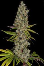 Paradise Seeds Rainbow Road feminisierte Samen