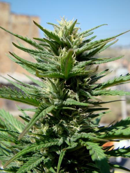 AutoDurban Poison®- samonakvétací semínka 7ks Dutch Passion