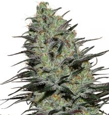 Buddha Seeds Morpheus feminizované semená