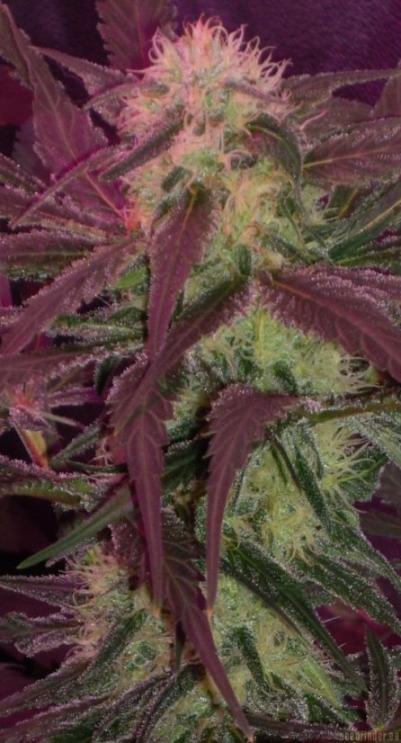 Cream Caramel – feminizované semienka 10ks Sweet Seeds