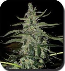 Deimos - feminizované a samonakvétací semínka 10 ks Buddha Seeds
