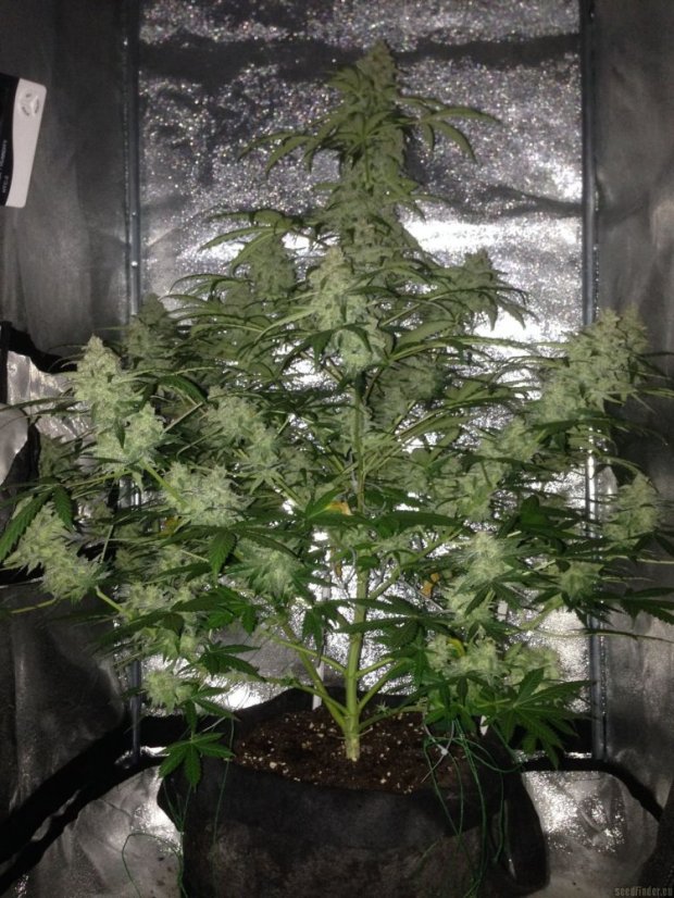 Amnesia Haze Automatic - samonakvétací semínka 5 ks Royal Queen Seeds