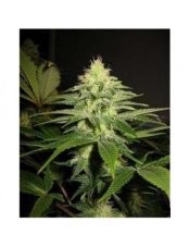 NL5 x Skunk - Standardized seeds 18 pcs Mr. Nice