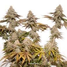 Tropical Tangie - feminizované semená 5ks, Dutch Passion