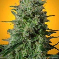 Delahaze - Feminized Seeds 5 pcs Paradise Seeds