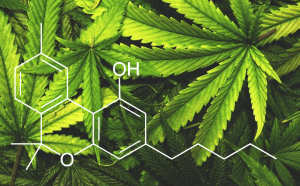 CBD vs CBN: Cannabinoidi a Confronto nel 2024