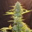 Fat Banana Automatic - samokvitnúce semienka 3 ks Royal Queen Seeds