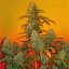 Bubba Kush - feminizovaná semienka 3ks Humboldt