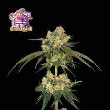 Bubba Cheesecake - feminized cannabis seeds 5 pcs, Seedsman