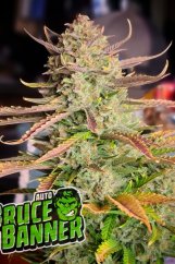 Bruce Banner Auto - Autoflowering Marihuana Samen 5 Stück Fast Buds