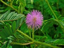 Sensitive plant Mimosa Pudica, seeds