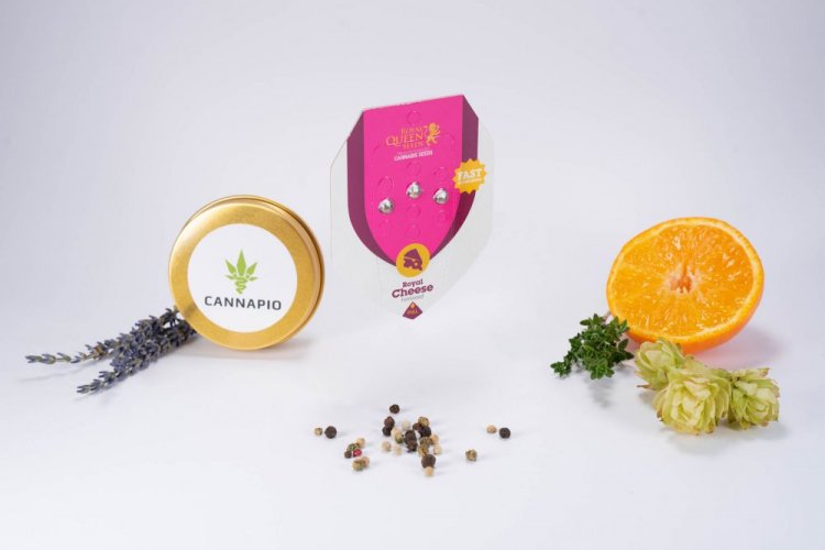 Royal Cheese - 3 feminizowane nasiona Royal Queen Seeds