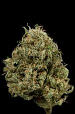 Cheese XXL Auto - fem. a autoflowering semienka 10ks Dinafem