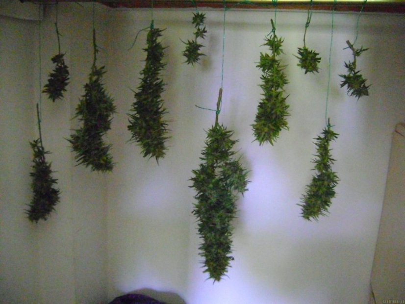 Black Jack – feminizované semienka 10 ks Sweet Seeds