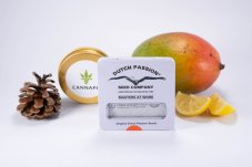 Critical Orange Punch® - feminisierte Samen 5 Stück Dutch Passion