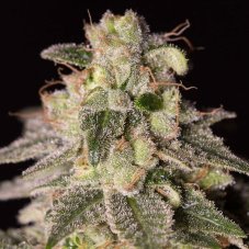 Shark Shock CBD - feminizované semienka 5ks Dinafem