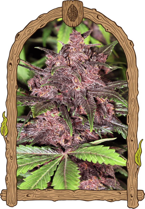 Black Haze – feminisierte selbstblühende Samen, 5 Stück, Exotic Seed