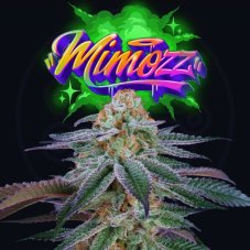 Perfect Tree Seeds Mimozz feminized seeds