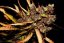 Cream Caramel Auto – samokvitnúce semená 10 ks Sweet Seeds