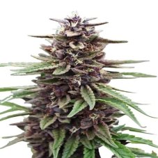 Purple Kush CBD 1:1 Auto - autoflowering seeds 5 pcs Seedsman