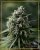 Critical + 2.0 - feminized seeds 5pcs, Silent Seeds