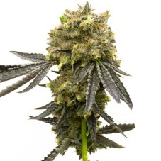 BlimBurn Seeds Dream Queen by Steve DeAngelo feminizované semená