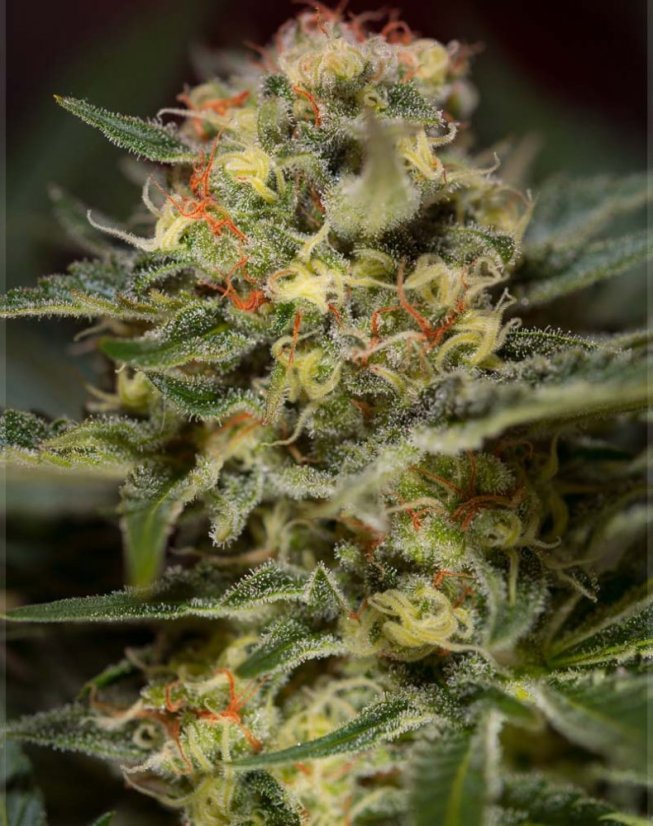 Jack 47 Fast Version - feminizovaná semena 5 ks Sweet Seeds