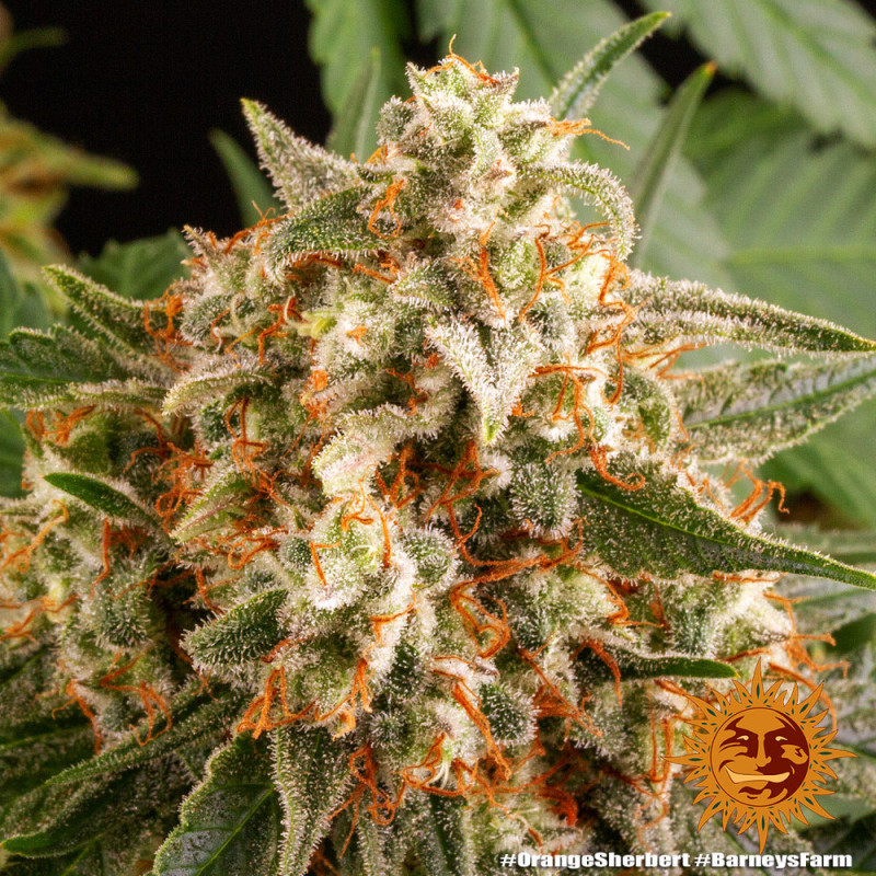 Orange Sherbert - feminizované semena marihuany 3 ks Barney´s Farm