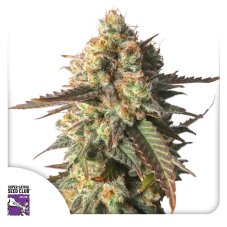 Strawberry Chemdawg OG - feminized seeds 3 pcs, Super Sativa Seed Club